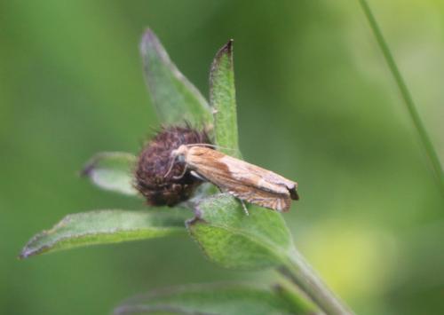 Réf. 305 118 : Eucosma sp.